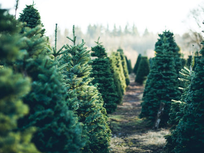 Real vs Artificial – Which Christmas Tree is Best for Me?